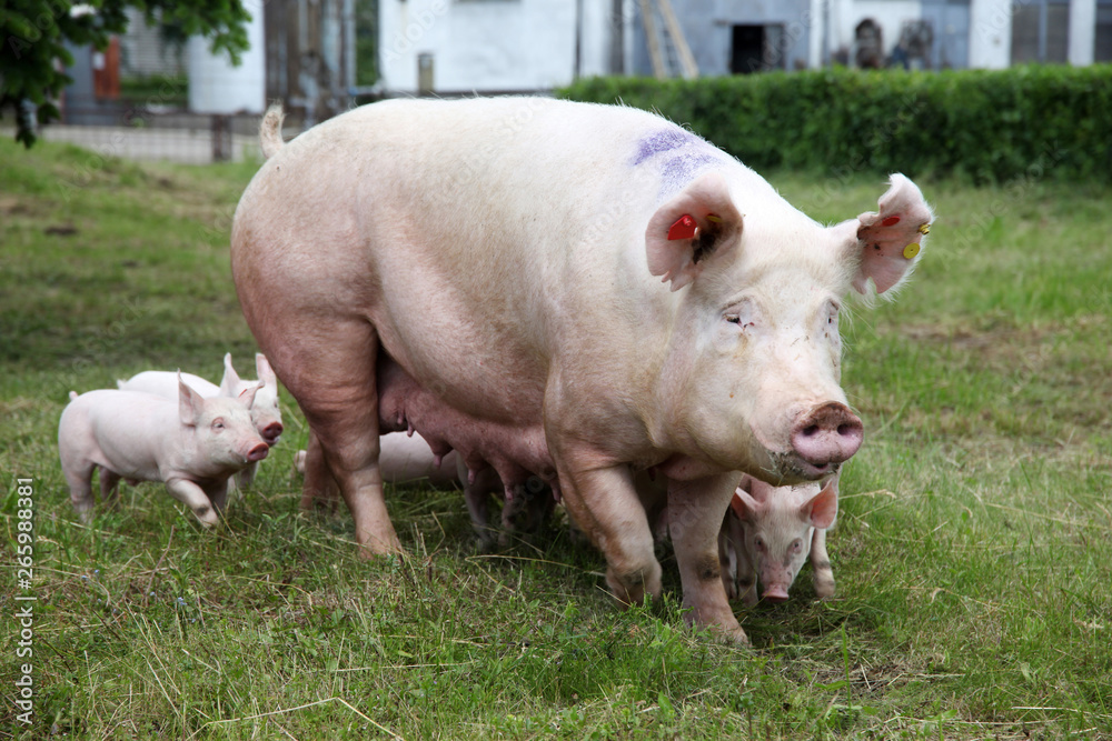 Little pigs breast-feeding closeup at animal farm rural scene summertime Little pigs breast-feeding closeup at animal farm rural scene summertime