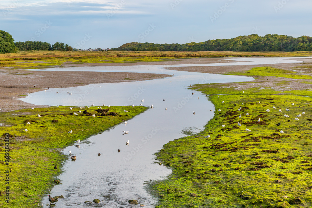 Birds on a river at low tide, on the Isle of Wight