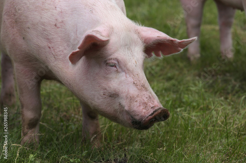 Domestic duroc breed pig head shot at animal farm on pasture