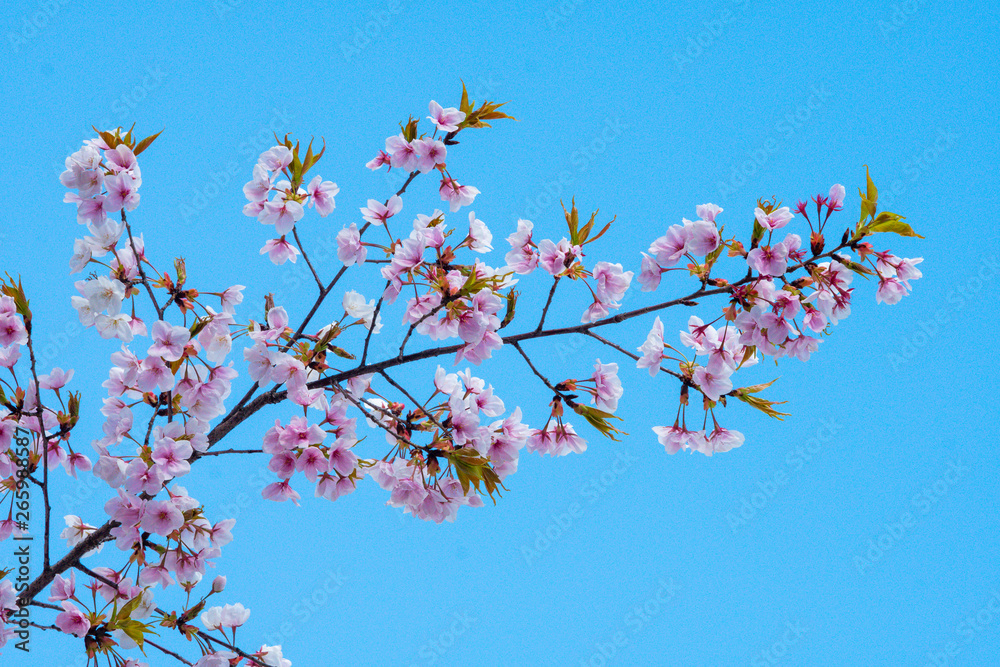 Cherry blossom in spring for background or copy space for text Cherry blossom in spring for background or copy space for text