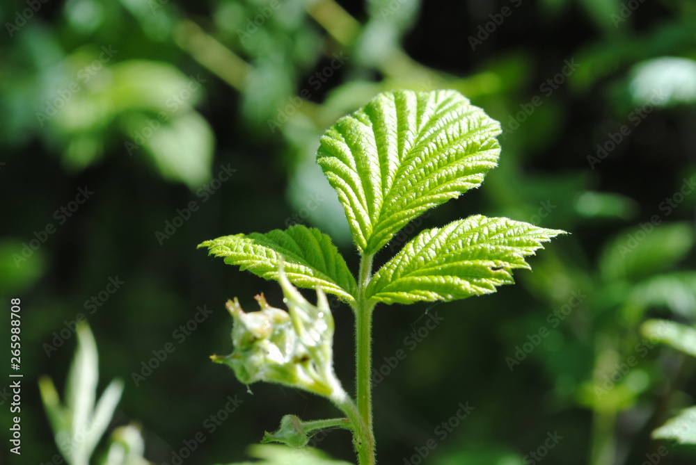 natur natur