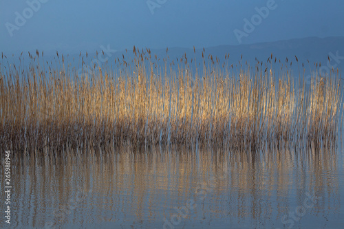 Landscape. Reeds in sunlight in Ohrid Lake. 