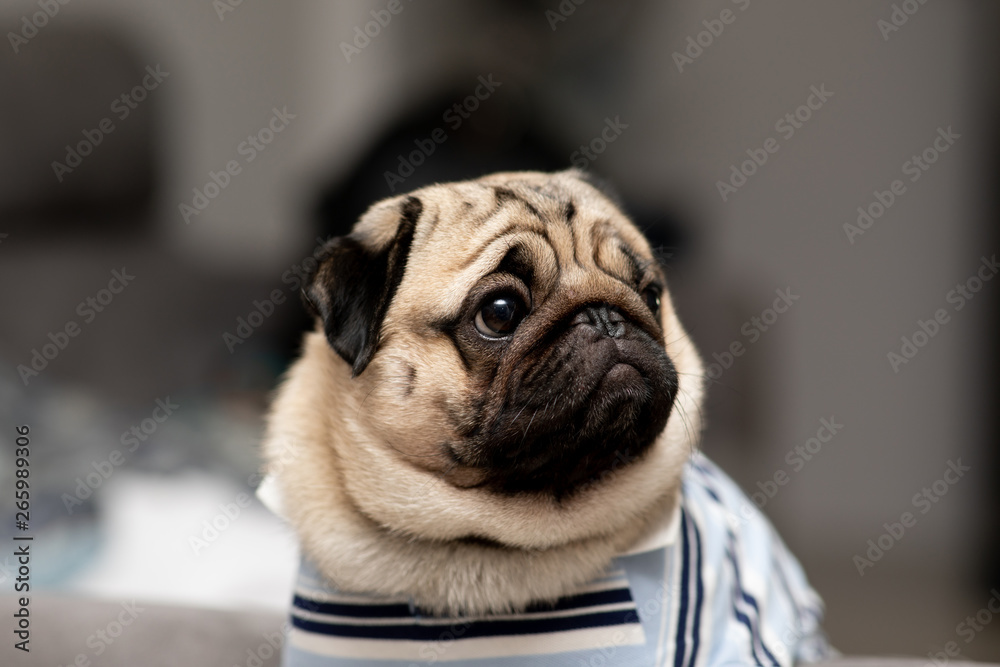 cute dog pug breed have a question and making funny face feeling so happiness and fun,Selective focus,Dog Friendly Concept