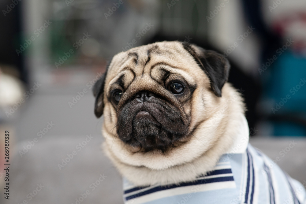 Obraz premium cute dog pug breed have a question and making funny face feeling so happiness and fun,Selective focus,Purebred dog,Dog Friendly Concept