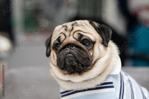 cute dog pug breed have a question and making funny face feeling so happiness and fun,Selective focus,Purebred dog,Dog Friendly Concept