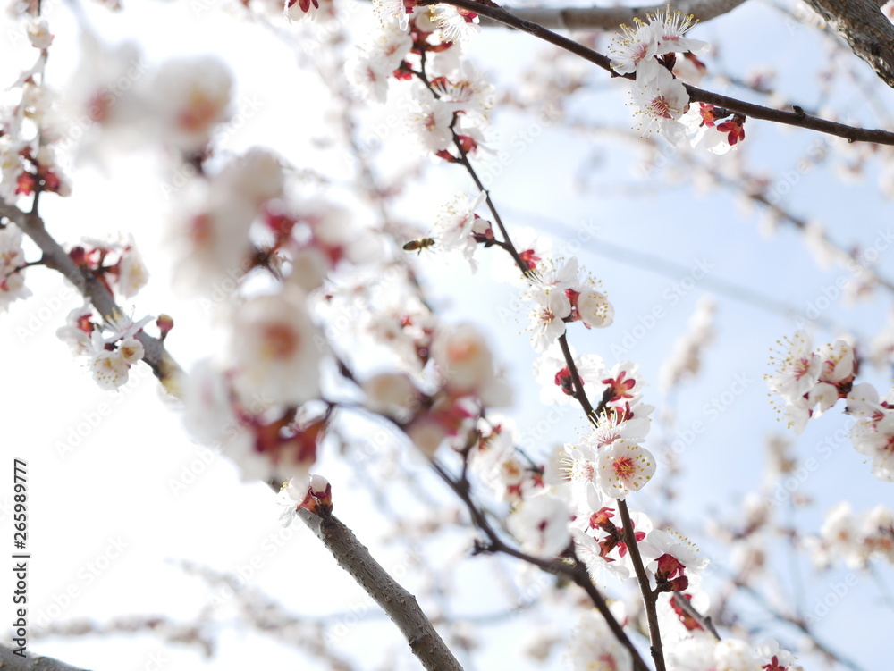 The bee is flying around a flowering branch of cherry in spring The bee is flying around a flowering branch of cherry in spring