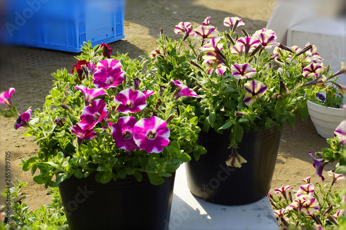 Petunia flowers for seedlings in flower pots