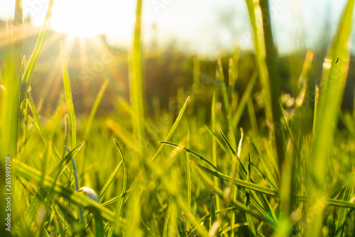 macro photo of a fresh green grass in the summer field under the sun shine backgrounds