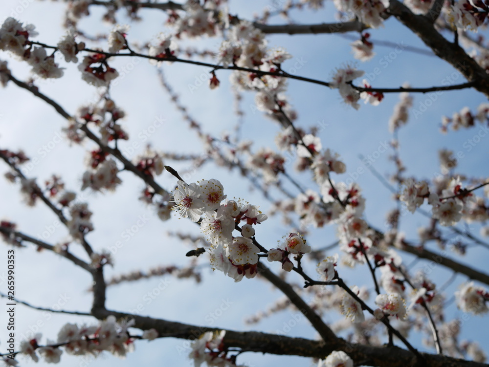 The bee is flying around a flowering branch of cherry in spring The bee is flying around a flowering branch of cherry in spring