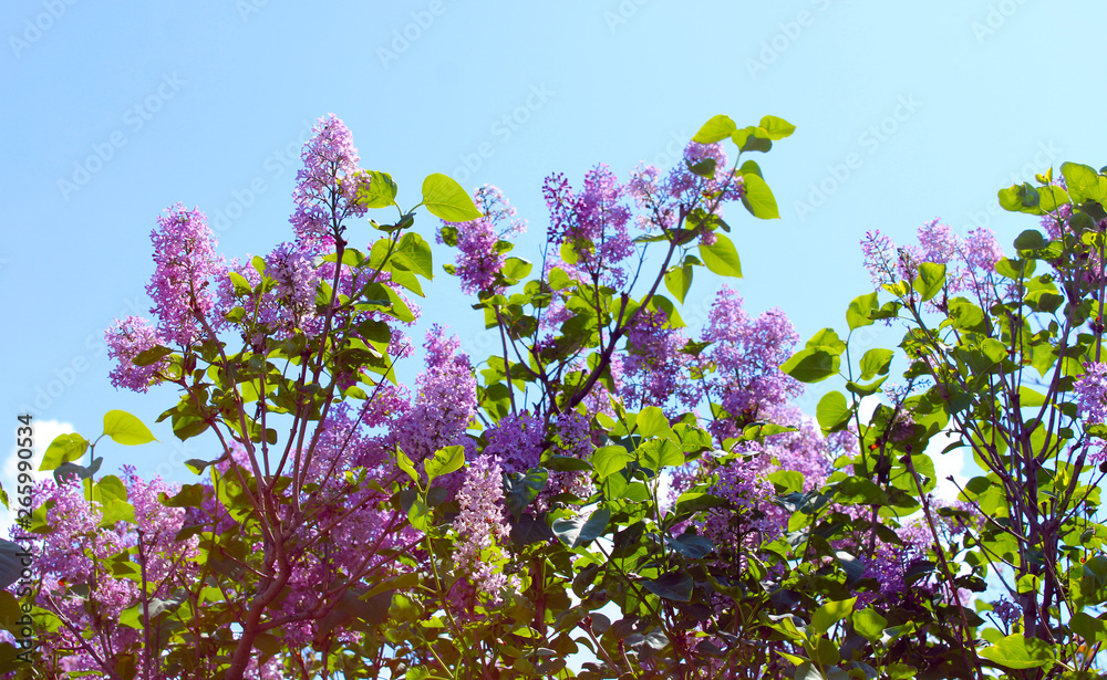 Lilac flowers with beatiful fragrance in spring Lilac flowers with beatiful fragrance in spring
