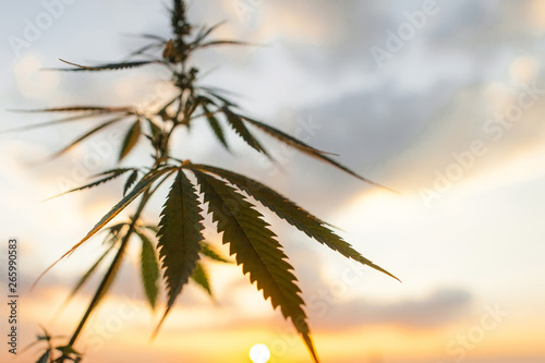 Marijuana  cannabis plants before harvest time in sunshine. Biological and ecological hemp plants used for herbal pharmaceutical CBD oil