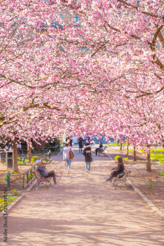 Beautiful cherry blossom on a sunny spring day. Beautiful cherry blossom on a sunny spring day.