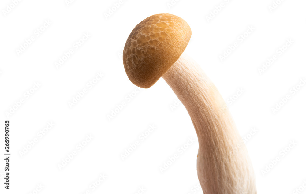 Shimeji mushrooms isolated Shimeji mushrooms isolated