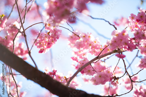 Beautiful cherry blossom on a sunny spring day.