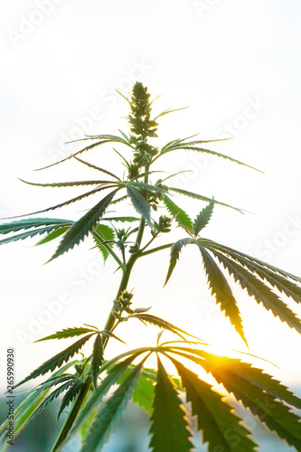 Marijuana, cannabis commercial grow, flowering plant as medicinal medicine, hemp in sunset sunlight. Concept of herbal alternative medicine, CBD oil