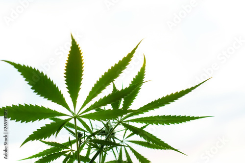 Cannabis commercial grow. Concept of herbal alternative medicine  CBD oil. Biological and ecological hemp plants used for herbal pharmaceutical CBD oil