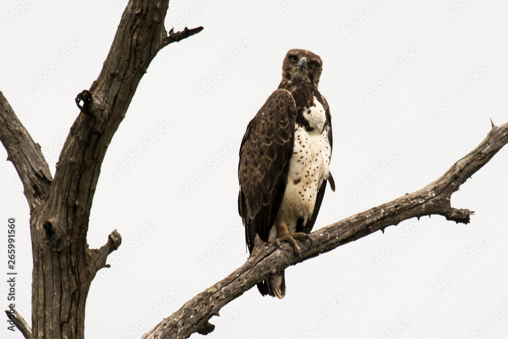 Aigle martial, Polemaetus bellicosus, Martial Eagle, Afrique Aigle martial, Polemaetus bellicosus, Martial Eagle, Afrique