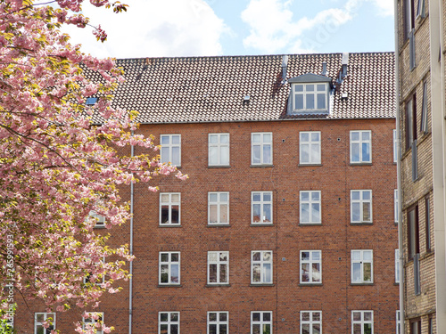 Photography Lovely cherry blossoms in full bloom in Copenhagen, Denmark