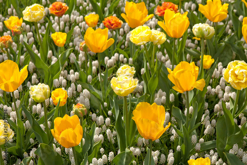 Field of beautiful tulips and white grapes