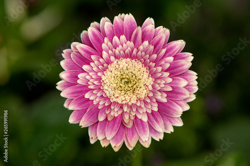 Pink Gerbera flower in closeup