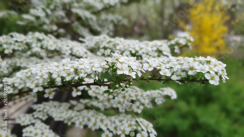 Tree branch with white spring flowers