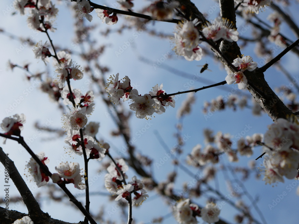 The bee is flying around a flowering branch of cherry in spring The bee is flying around a flowering branch of cherry in spring