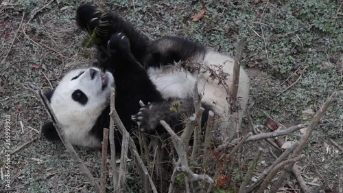 Little Baby Panda Cub is Having a fun time on the Playground, Gengda, China photo