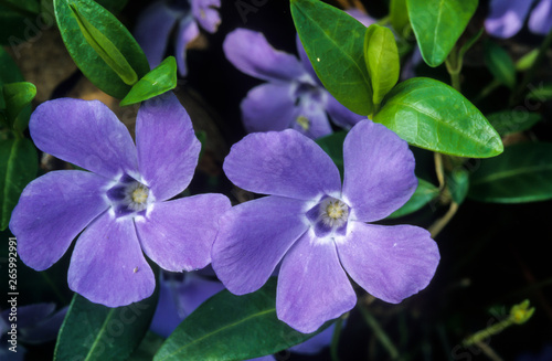 Petite pervenche, Vinca minor photo