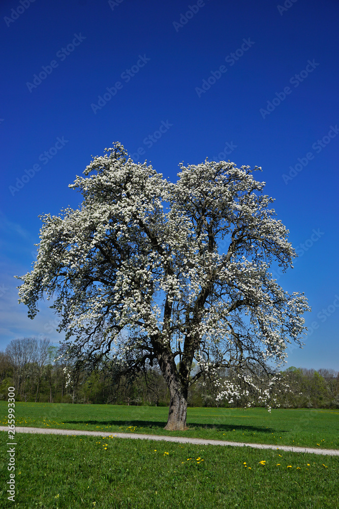 Naklejka premium Blühender Birnbaum, pear tree, Pyrus communis