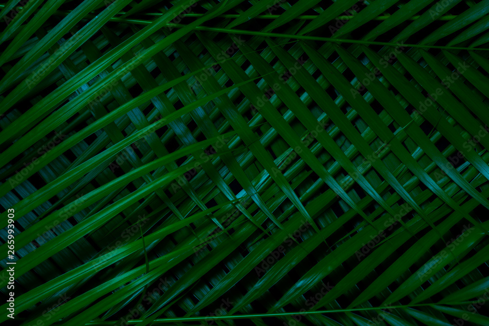 Green leaves Palm texture background dark tone at phuket Thailand Green leaves Palm texture background dark tone at phuket Thailand