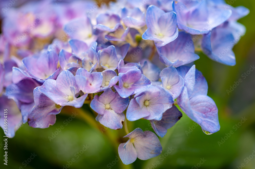 Hydrangea macrophylla hortensia flower blooming in secret garden Hydrangea macrophylla hortensia flower blooming in secret garden