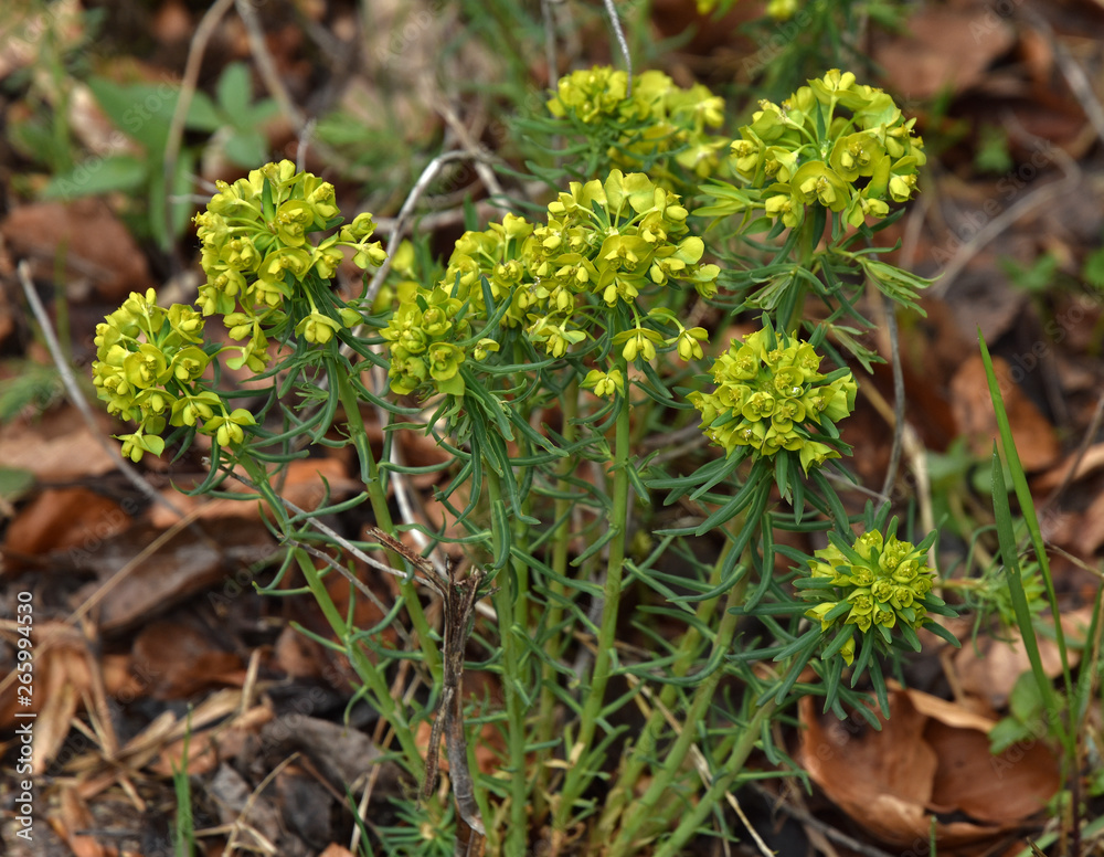 Zypressen-Wolfsmilch,Euphorbia cyparissias, cypress spurge Zypressen-Wolfsmilch,Euphorbia cyparissias, cypress spurge