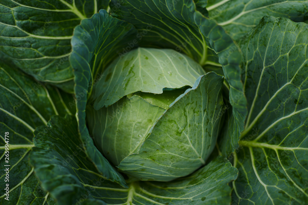 Fresh cabbage from farm field. View of green cabbages plants. Vegetarian food concept. Soft focus of big cabbage in the garden. Fresh green cabbage maturing heads growing in vegetable farm. Fresh cabbage from farm field. View of green cabbages plants. Vegetarian food concept. Soft focus of big cabbage in the garden. Fresh green cabbage maturing heads growing in vegetable farm.