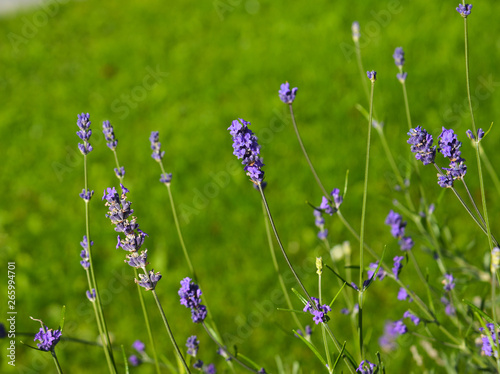 Lavender flowers blooming at the garden