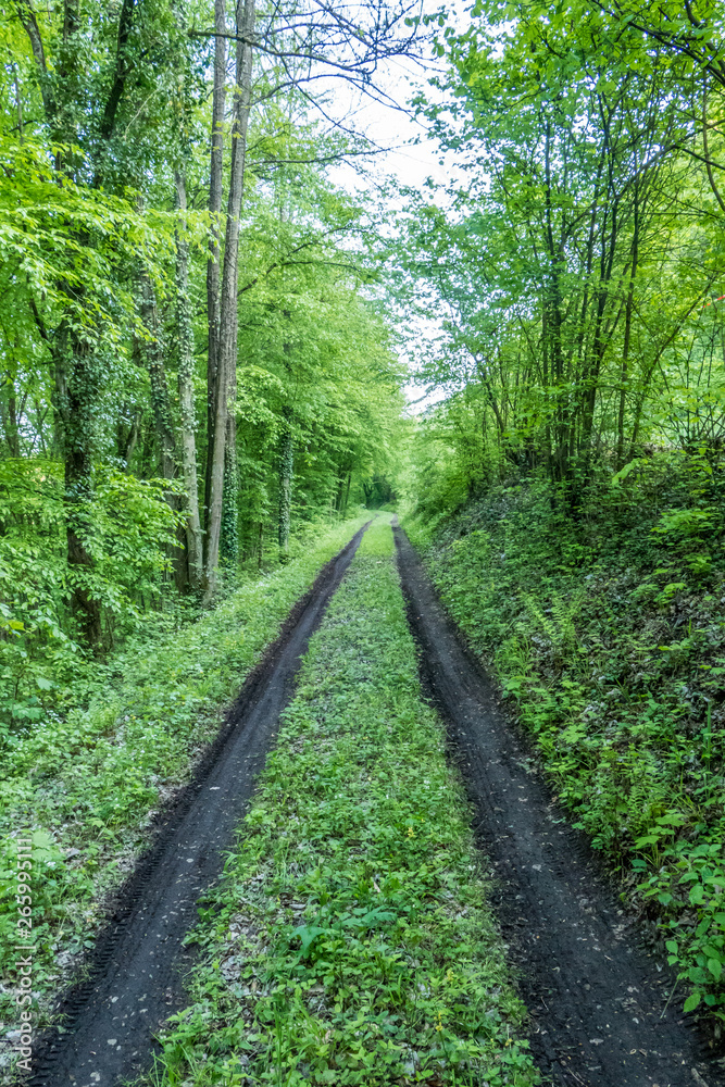Fototapeta premium Waldweg mit nasser Fahrbahn