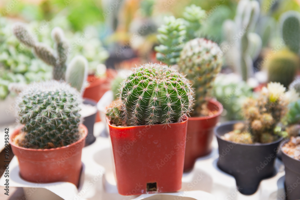 close up small cactus on plastic pot in garden, Thailand