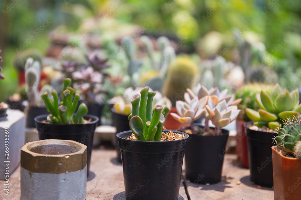 small cactus on plastic pot in garden, Thailand