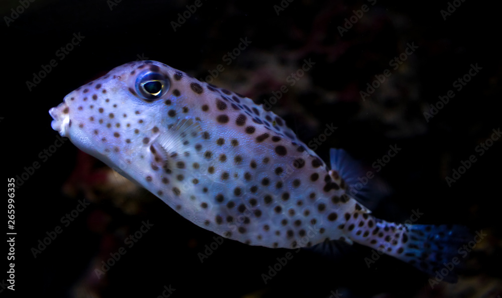 underwater life of a fish underwater life of a fish