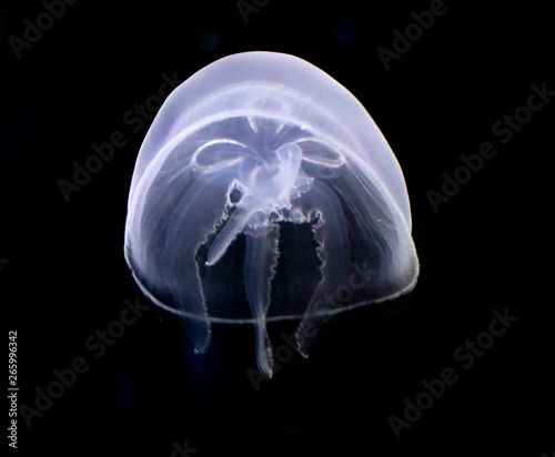 underwater life of a fish