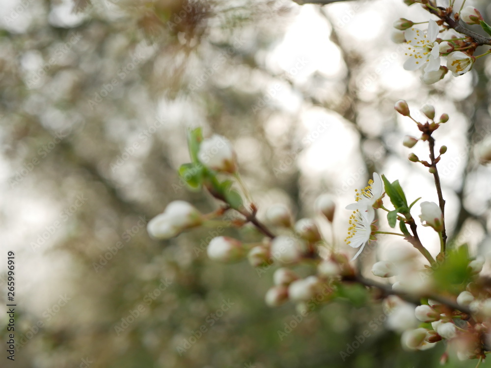 Tree branch with blooming flowers on a blurry background Tree branch with blooming flowers on a blurry background