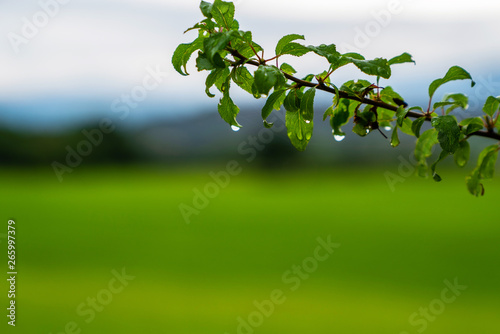 A drop of morning dew on a small green tree branches. Beautiful summer season. Natural green leaves on the green background. Green field and mountain landscape in the background. Soft focus.