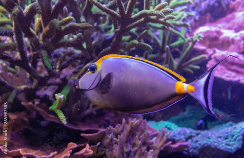 underwater life of a fish