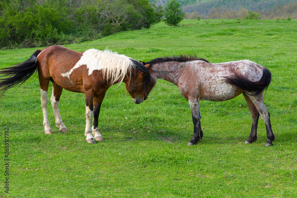 Horses grazing on a green mountain meadow in Strandzha mountain, Bulgaria Horses grazing on a green mountain meadow in Strandzha mountain, Bulgaria