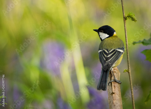 Great tit in bluebell wood