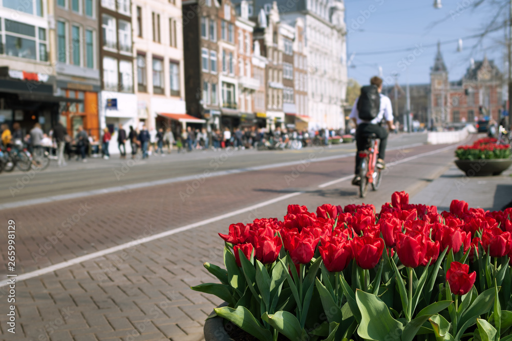 Alternative and healthy way of daily commute to workplace. Unidentified man riding a bicycle in the center of Amsterdam, Netherlands. Pots of red tulips on street in springtime