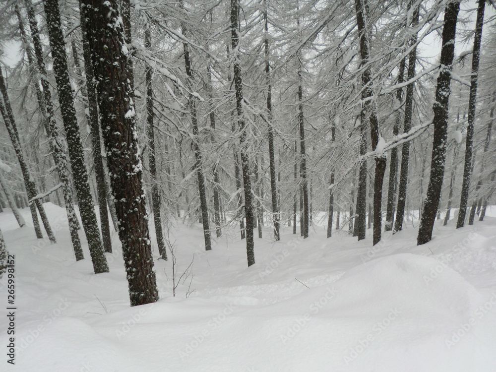 Fototapeta premium persi nel bosco