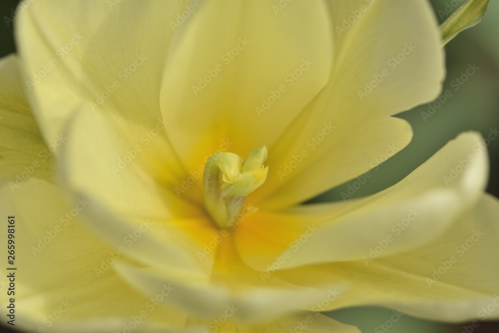 closeup of a yellow flower tulip