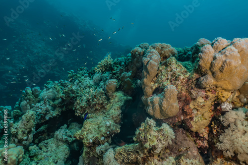 Coral reefs and water plants in the Red Sea, Eilat Israel