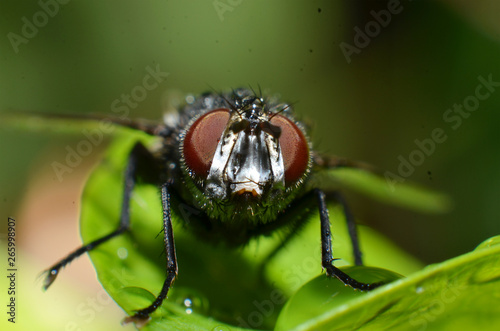 Flies are insect animals, the shape of a round eye is textured like a brownish red net
