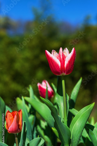 Colorful tulips with water drops